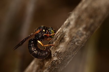 להחזיק... | חרק