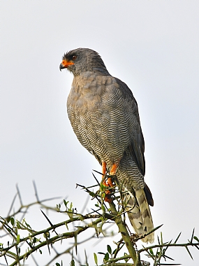 נץ בתצפית | ציפורי טרף