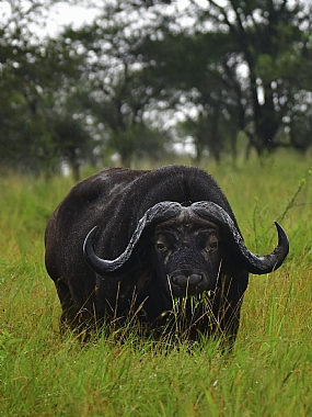 בופאלו בארוחת בוקר | בופאלו  חיות