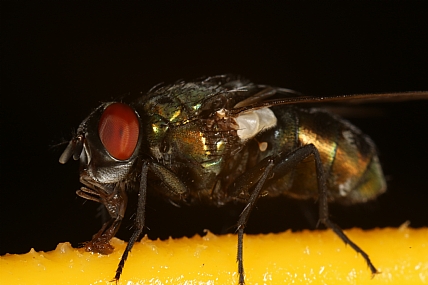 זבוב בית | זבוב  
זבוב בית  
מאקרו  
חרק  
חרקים