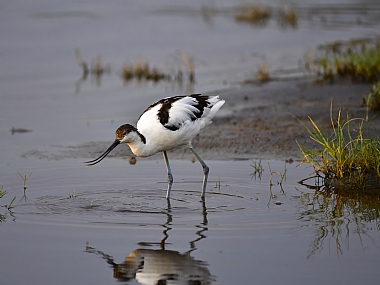 סיפן משוטט בזריחה | סיפן  ציפור