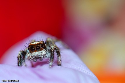בתוך מערבולת צבעים