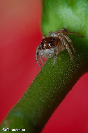 בעמדת זינוק