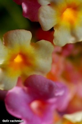 דימדומיי צבעים