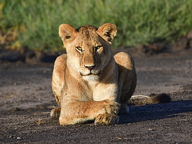 גור אריות עם זריחה | אריה