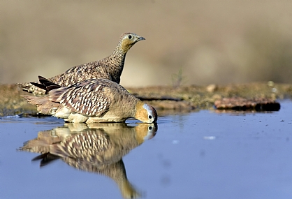 רחצה ביום חם