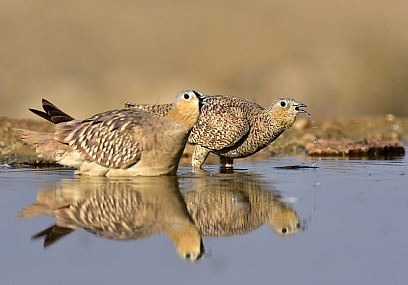 מבט אל האופק