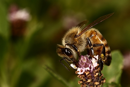 דבורת דבש