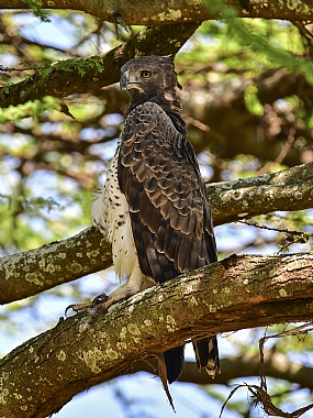 עיט  | ציפורים