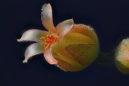 פרח קקטוס זעיר