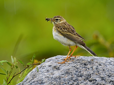 פשוש עם מטען