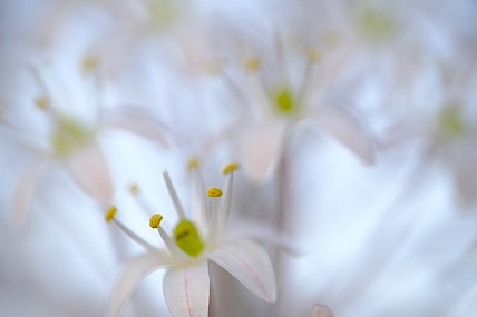 אבקני פרחים