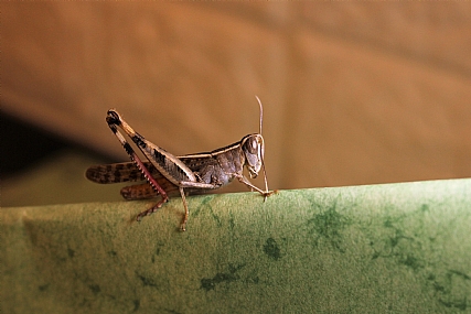 ניקוי מחושים