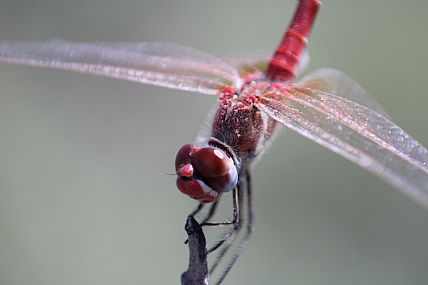 שפירית אדומה