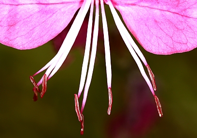 אבקנים של פרח | אבקנים של פרח  
אבקנים  
פרח  
מאקרו