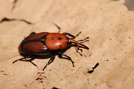 חדקונית הדקל