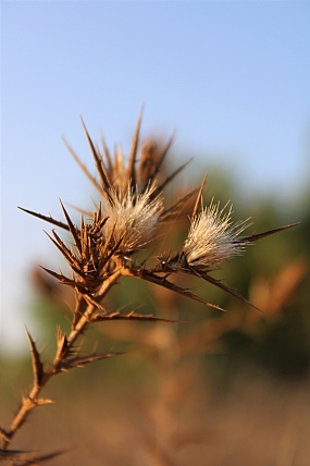 קוץ ודרדר תצמיח לך ...