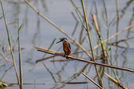 שלדג באגם הסופרלנד