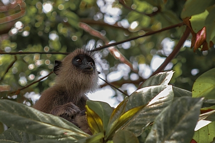 לנגור מצויץ בסרי לנקה
