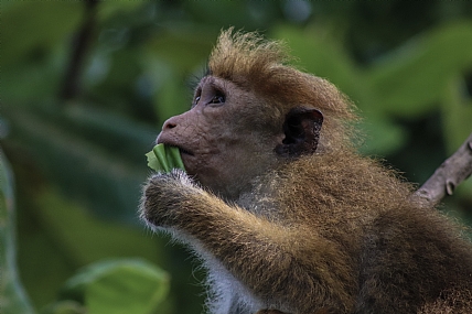קוף מקוק בסרילנקה