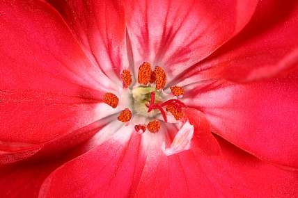 פרח גרניום