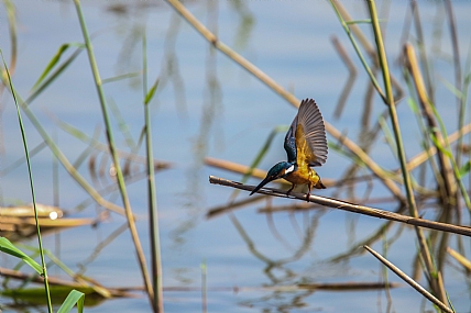 פורש כנפיים