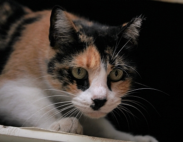 מחפש את העכבר