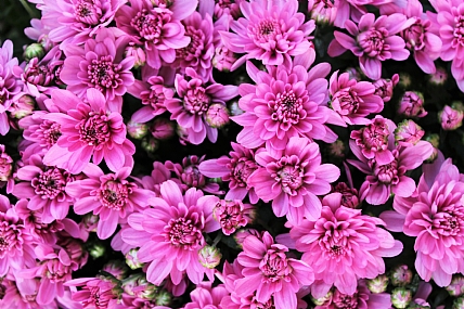 גם ורוד עולה