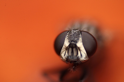 תסתכל לי בעיניים