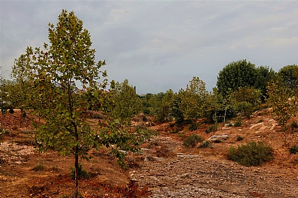 במסלול ההליכה