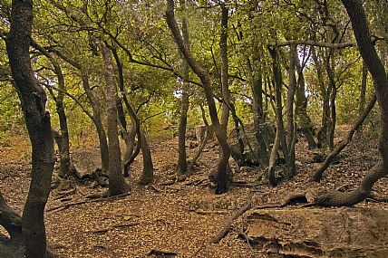 אוירת סתיו בהר מירון 