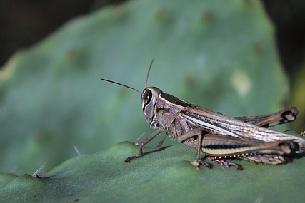 שומר הקקטוס