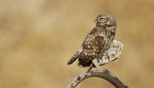 כוס חורבות 2