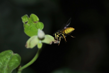 גם עלים זה טעים