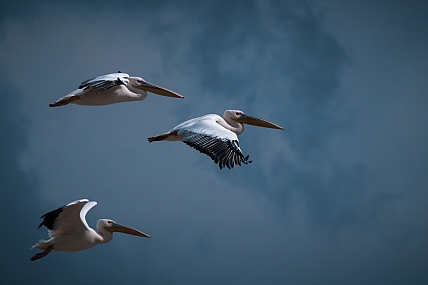 שקנאים במצפור ויקר