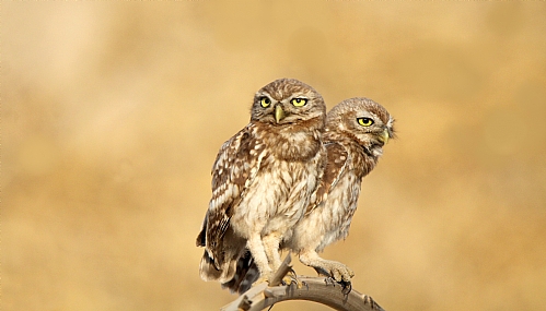 כוס חורבות 3