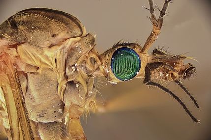 יתוש טיפולה | יתוש  Extreme macro