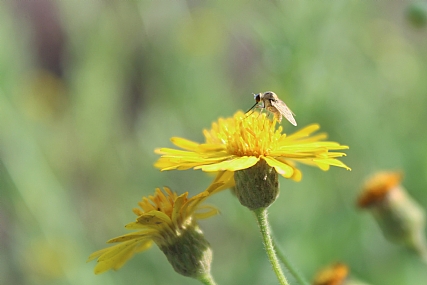 יתוש צמחוני