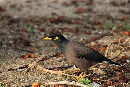 שומר על פרופיל נמוך