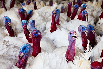 תרנגולי הודו בלול