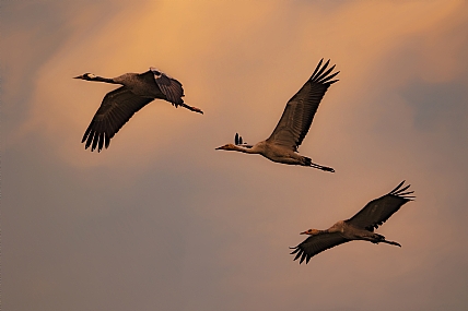 עגורים בזריחה
