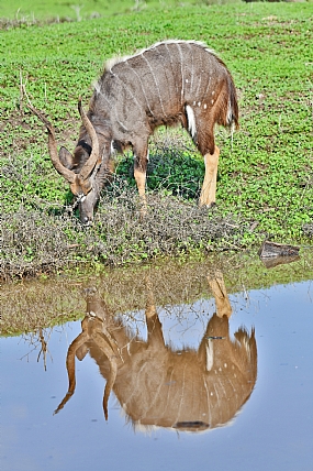 פעמיים קודו