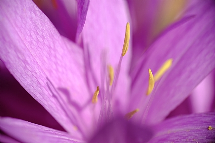 סתוונית התשבץ