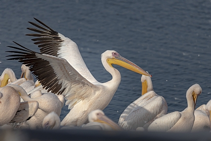 ריקוד השקנאי