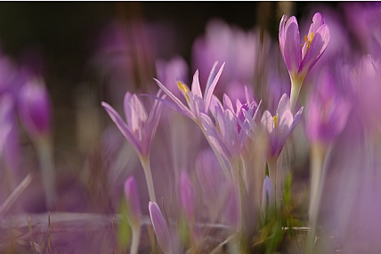 אור של בוקר