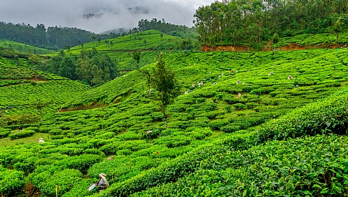 שדות התה - דרום הודו