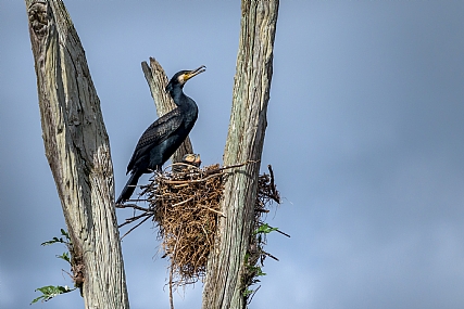 בנהר בדרום הודו