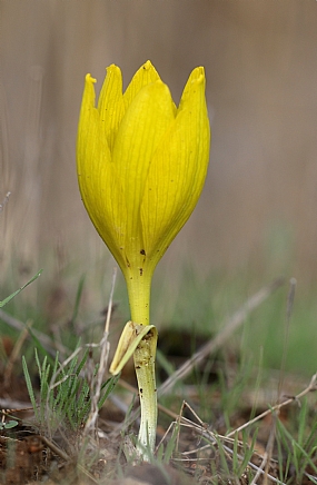 חלמונית גדולה