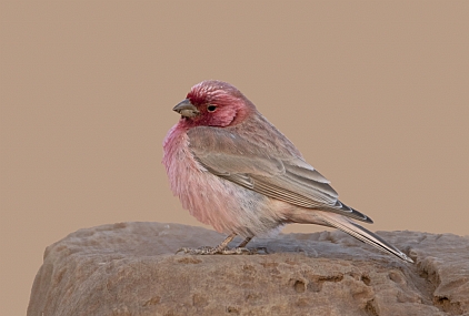 ורדית סיני ,זכר