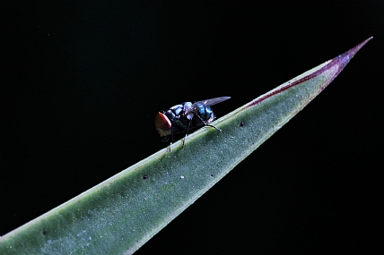 רוכב עד הקצה